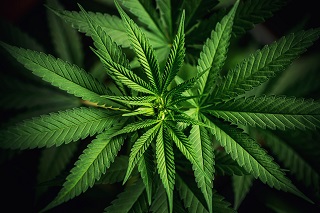 Cannabis-Therapie